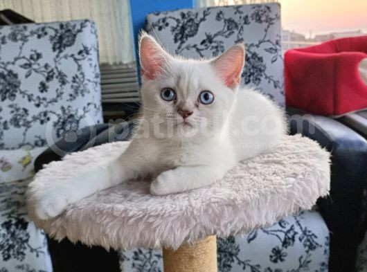 2.5 Aylık Scottish Fold Yavrular