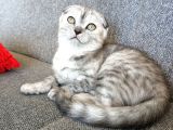 2.5 Aylık Scottish Fold Yavrular