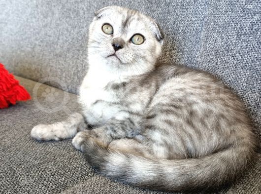 2.5 Aylık Scottish Fold Yavrular görsel