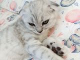 2.5 Aylık Scottish Fold Yavrular