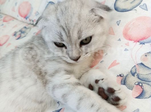2.5 Aylık Scottish Fold Yavrular görsel