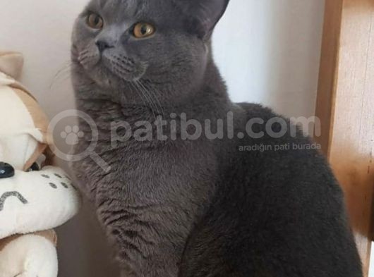 British Shorthair