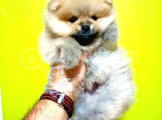 Pomeranian Boo Yavrular Açıklamayı Okuyun görsel