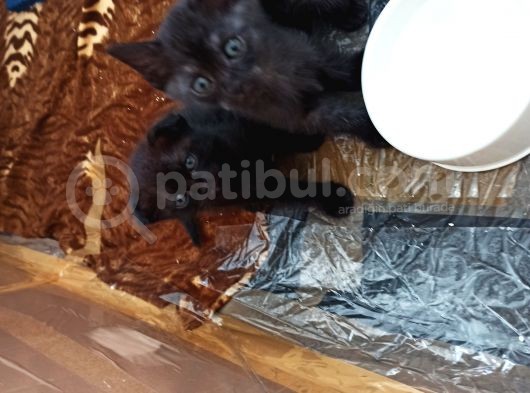 10 Mayıs Doğumlu 3 Adet Yavru Kedi 2 Dişi 1 Erkek görsel