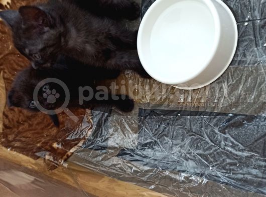10 Mayıs Doğumlu 3 Adet Yavru Kedi 2 Dişi 1 Erkek