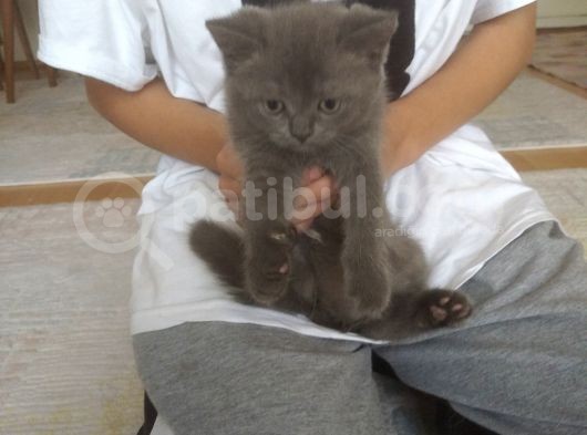 British Shorthair görsel