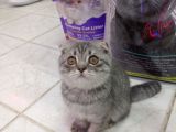 Scottish Fold Yavrular 19 Nisan Doğumlular