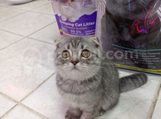 Scottish Fold Yavrular 19 Nisan Doğumlular görsel