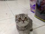 Scottish Fold Yavrular 19 Nisan Doğumlular