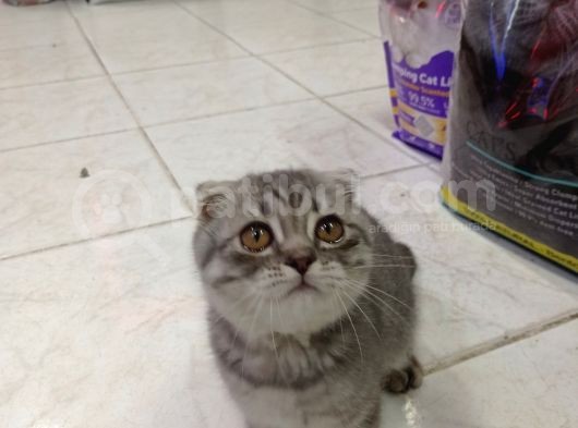 Scottish Fold Yavrular 19 Nisan Doğumlular görsel