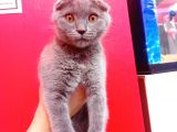 Scottish Fold Yavrular 19 Nisan Doğumlular