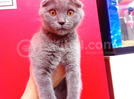 Scottish Fold Yavrular 19 Nisan Doğumlular görsel