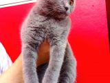 Scottish Fold Yavrular 19 Nisan Doğumlular