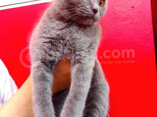 Scottish Fold Yavrular 19 Nisan Doğumlular görsel