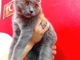 Scottish Fold Yavrular 19 Nisan Doğumlular