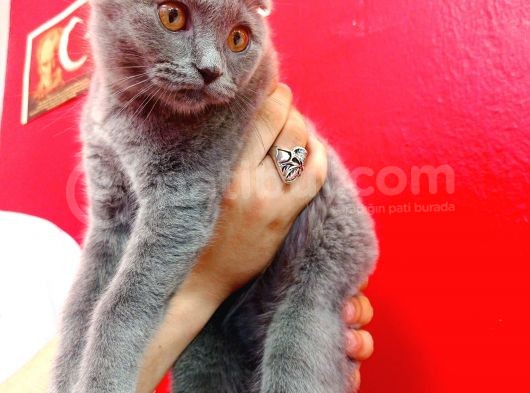 Scottish Fold Yavrular 19 Nisan Doğumlular