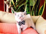 Lilac Scottish Fold