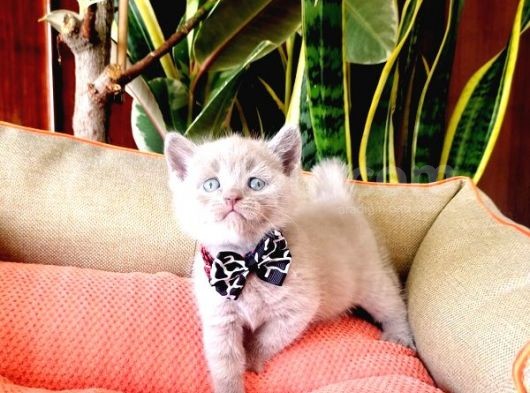 Lilac Scottish Fold görsel