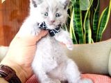 Lilac Scottish Fold