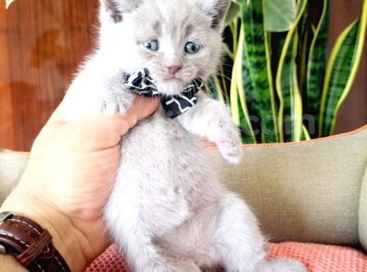 Lilac Scottish Fold görsel