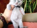 Lilac Scottish Fold