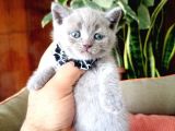 Lilac Scottish Fold