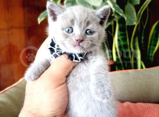 Lilac Scottish Fold görsel