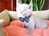 Lilac Scottish Fold
