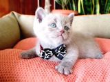 Lilac Scottish Fold