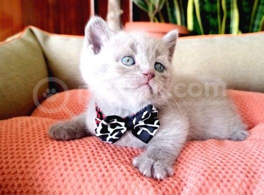 Lilac Scottish Fold