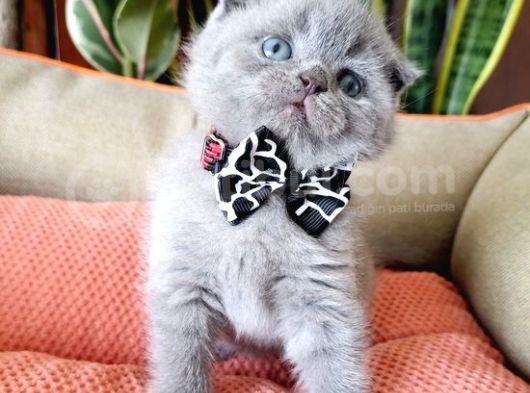 Scottish Fold Yavrular görsel