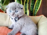 Scottish Fold Yavrular