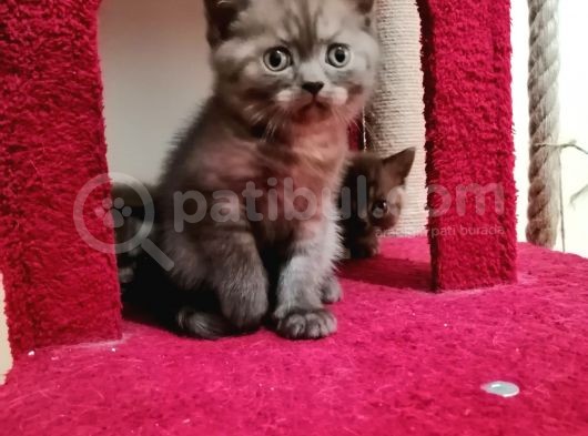 Çikolata Lilac 2 Aylık Erkek