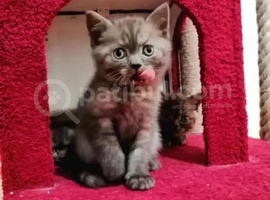 Çikolata Lilac 2 Aylık Erkek görsel