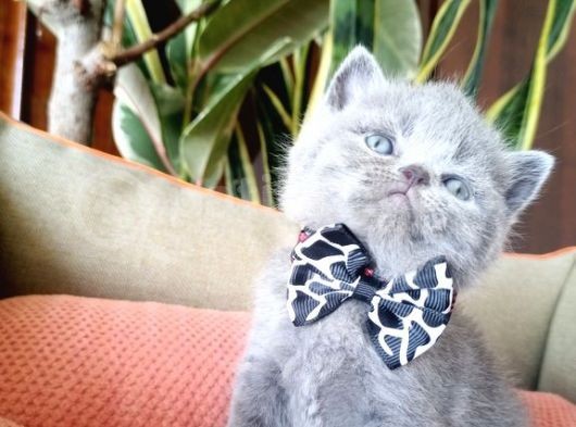 British Shorthair Yavruları görsel