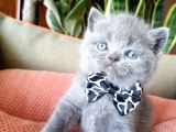 British Shorthair Yavruları