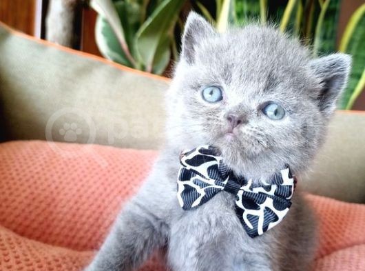 British Shorthair Yavruları