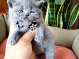 British Shorthair Yavruları