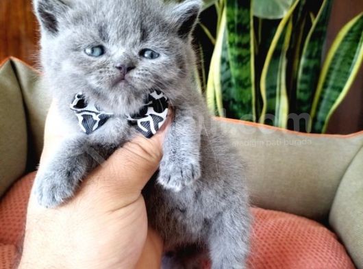 British Shorthair Yavruları görsel