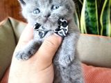 British Shorthair Yavruları