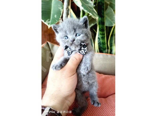 British Shorthair Yavruları görsel