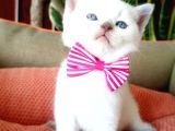 Blue Point Scottish Fold