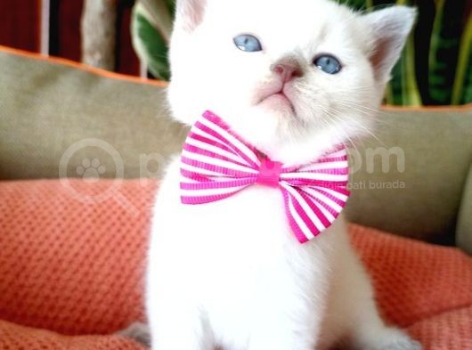 Blue Point Scottish Fold görsel