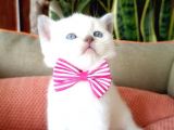 Blue Point Scottish Fold