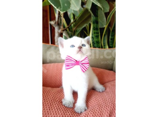 Blue Point Scottish Fold