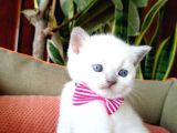 Blue Point Scottish Fold