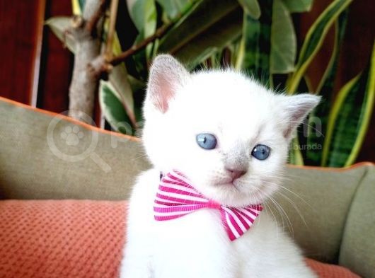 Blue Point Scottish Fold görsel