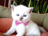 Blue Point Scottish Fold