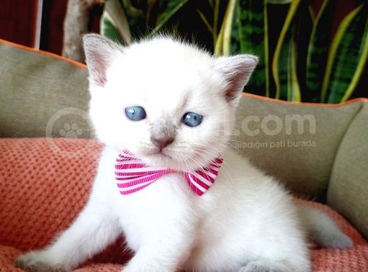 Blue Point Scottish Fold görsel