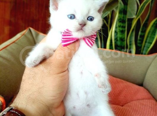 Blue Point Scottish Fold görsel